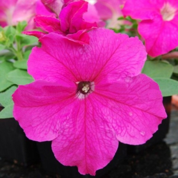 Лимбо F1 розовая (pink) семена петунии грандифлора (Hem Genetics)