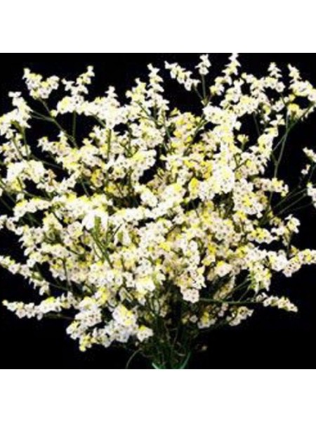 Лимоніум білий (white) насіння (Moravoseed)