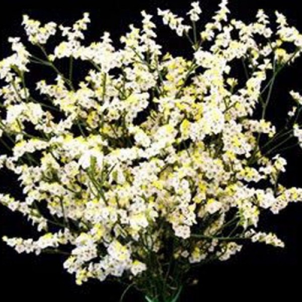 Лимоніум білий (white) насіння (Moravoseed)