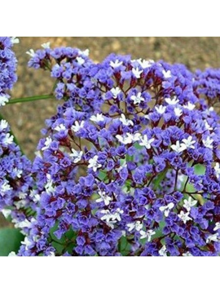 Лимоніум синій (blue) насіння (Moravoseed)