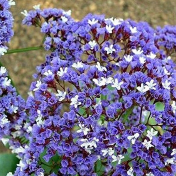 Лимоніум синій (blue) насіння (Moravoseed)