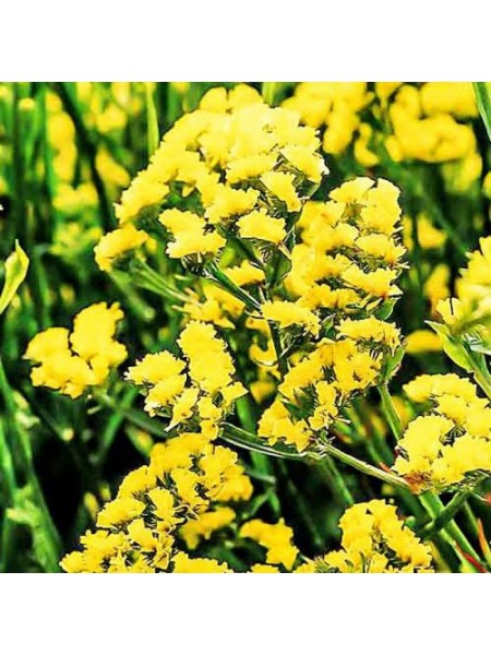 Лимоніум жовтий (yellow) насіння (Moravoseed)