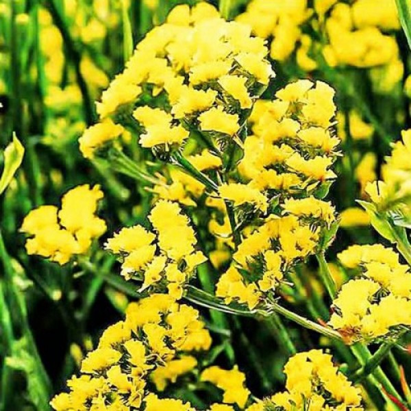 Лимоніум жовтий (yellow) насіння (Moravoseed)