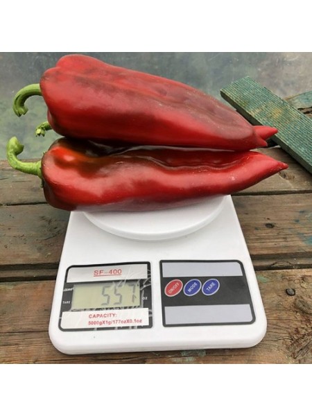 Лира F1 семян перца сладкого (Lark Seeds)