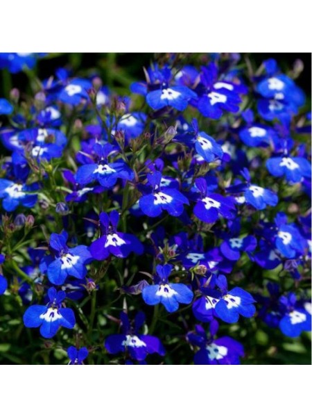 Лобелія синє насіння (Moravoseed)