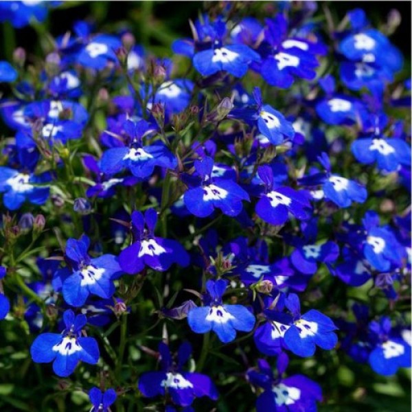 Лобелія синє насіння (Moravoseed)