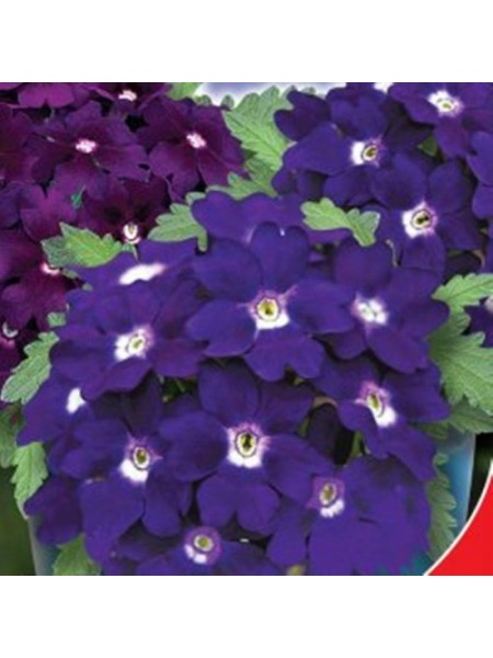 Мадам семена вербены (GL Seeds)