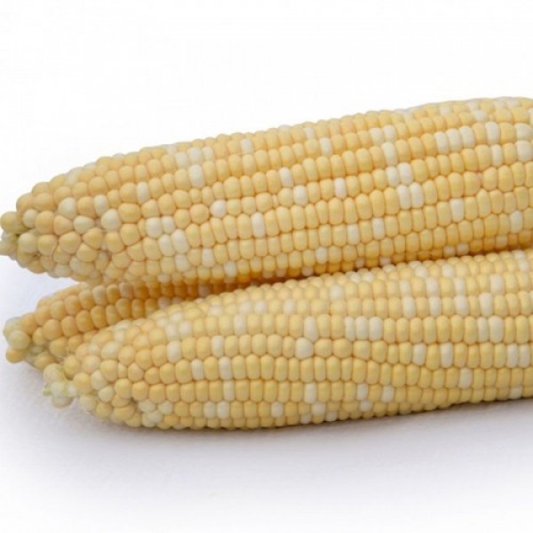 Майбико F1 семена кукурузы суперсладкой Sh2 (May Seeds)