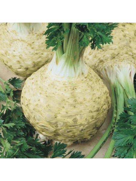 Максим насіння селери кореневої (Semo)