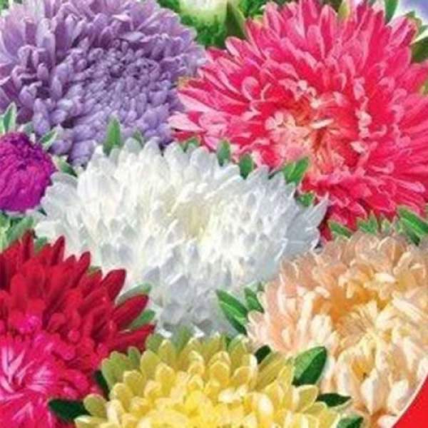Маленькая королева карликовая смесь (Mix) семян астры (GL Seeds)