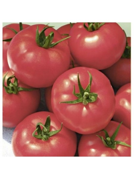 Малиновый мишка семян помидора детерминантного (GL Seeds)