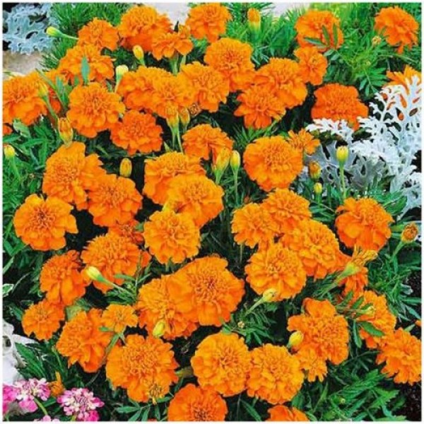 Малюк оранжеве (Orange) насіння чорнобривців (Hem Zaden)