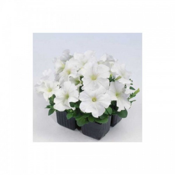 Мамбо F1 біла (white) насіння петунії мультифлора (Hem Zaden)