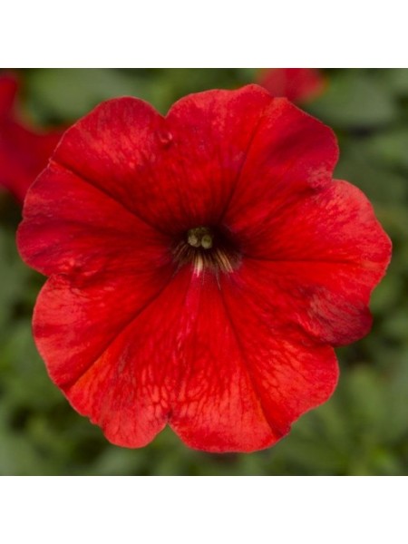 Мамбо F1 красная (red) семена петунии мультифлора (Hem Genetics)