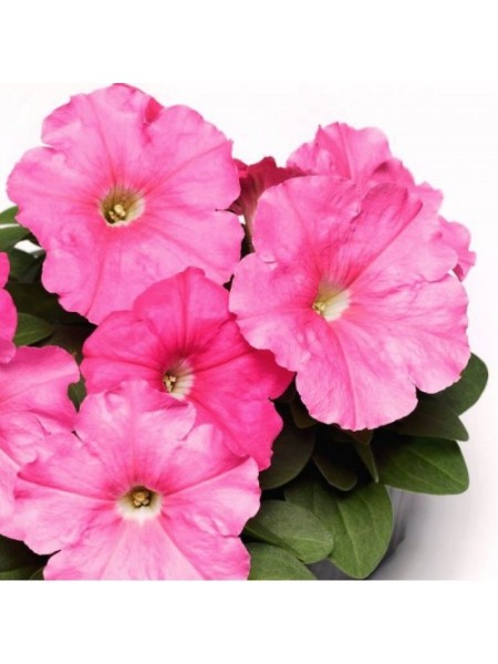 Мамбо F1 розовая (pink) семена петунии мультифлора (Hem Genetics)