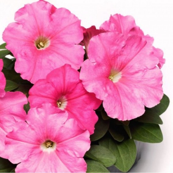 Мамбо F1 розовая (pink) семена петунии мультифлора (Hem Genetics)