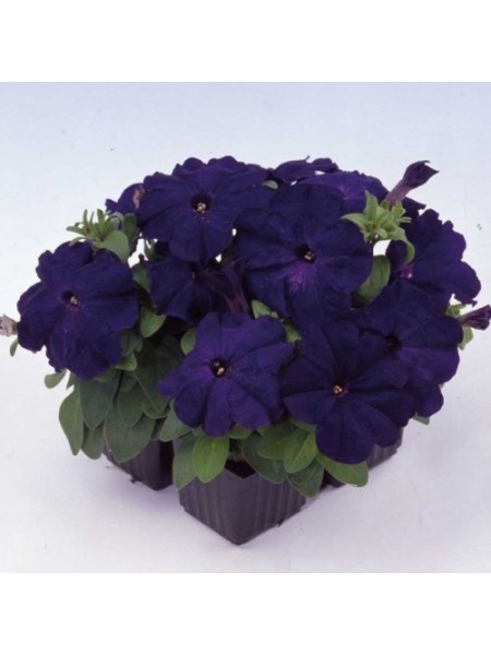 Мамбо F1 синие (blue) семена петунии мультифлора (Hem Genetics)
