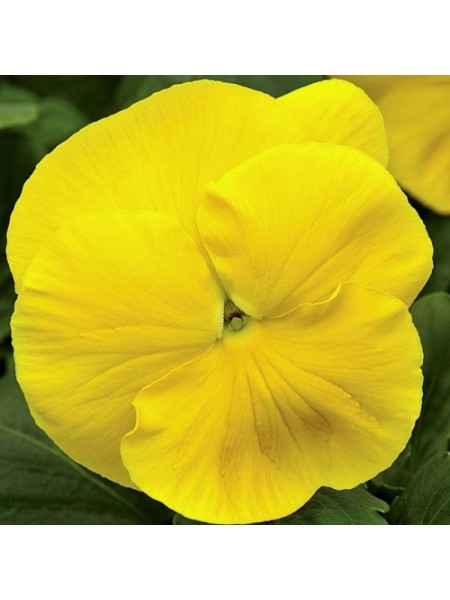 Маммут F1 желтая (yellow) семена виолы (Syngenta)