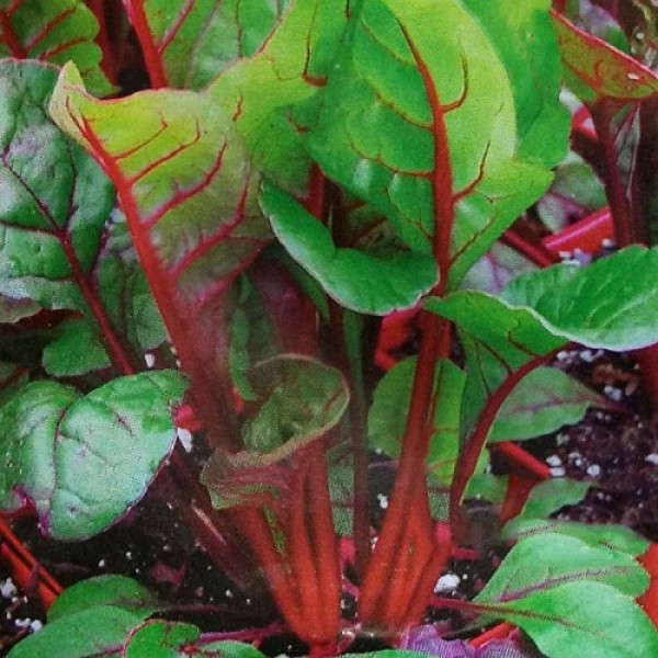 Мангольд красный семена (Hortus)