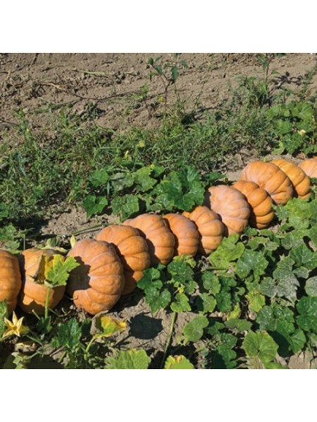 Маноск F1 Organic семян мускатного тыквы тип Мускат де Прованс среднераннего 115-120 дн. 5-6кг (Enza Zaden/Vitalis)