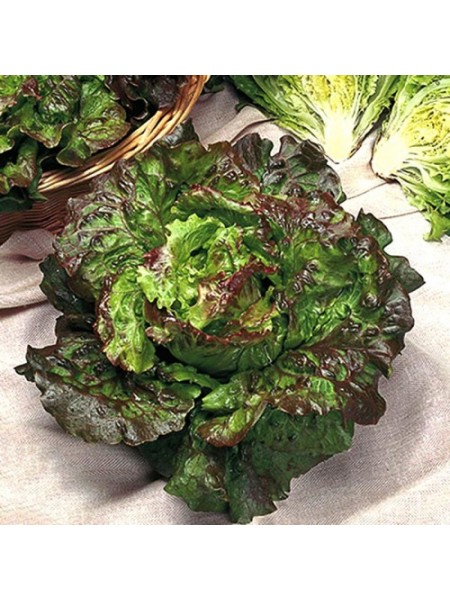 Маравилла семена салата тип Айсберг (Hortus)
