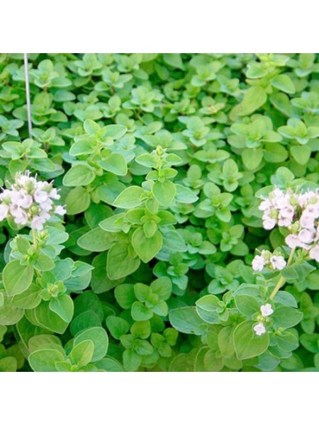Мариетта семена майорана (орегано) (SAIS)