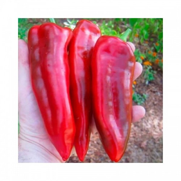 Маркони Ред (Маркони Россо) семена перца сладкого (Hortus)