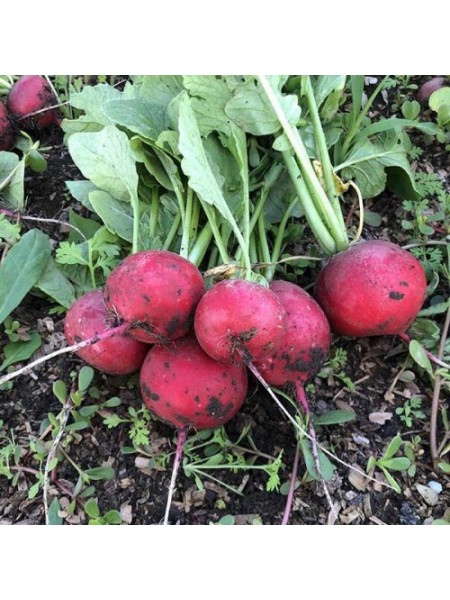 Марвел F1 семена редиса (Lark Seeds)