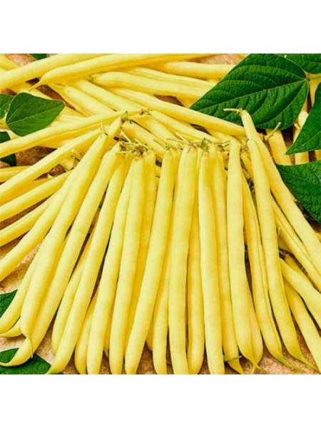 Масляный король семян фасоли спаржевой (GL Seeds)