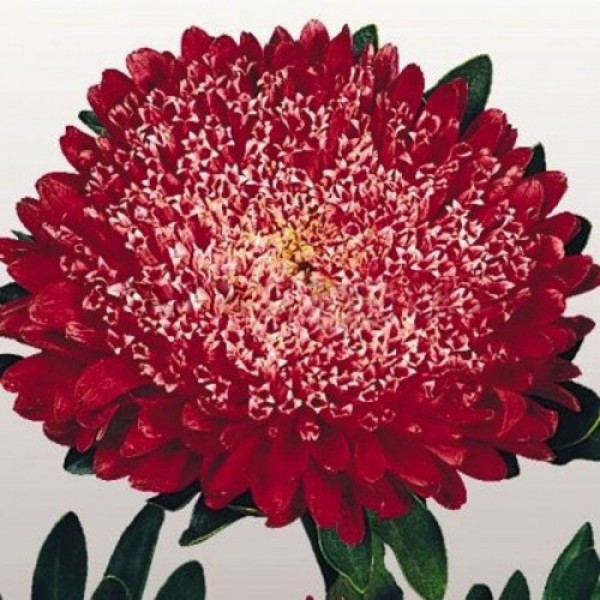Матадор красный (Red) семена астры на срез (Benary)