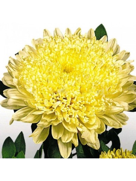 Матадор жовтий (Yellow) насіння айстри на зріз (Benary)