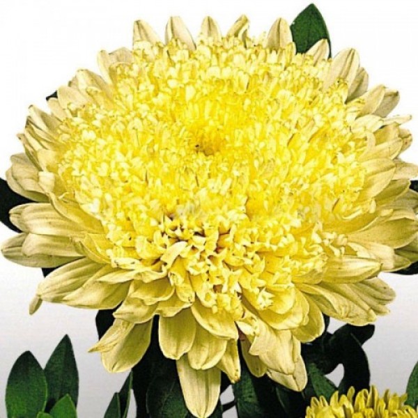 Матадор желтый (Yellow) семена астры на срез (Benary)