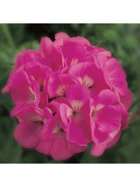 Маверик F1 розовый (Maverick F1 pink) семена пеларгонии (Syngenta)