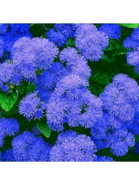 Агератум Мексиканське синє (blue) насіння (Moravoseed)