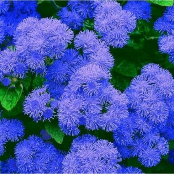 Агератум Мексиканське синє (blue) насіння (Moravoseed)