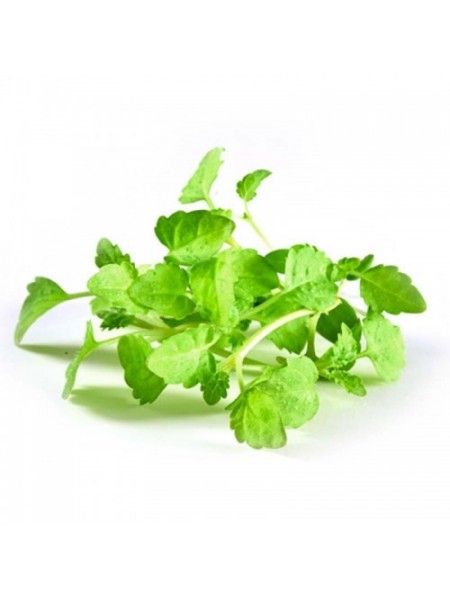 Мелисса семена микрозеленые (Agrocity)