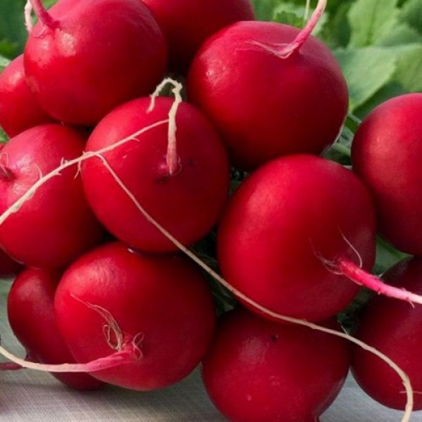 Мелито F1 семена редиса (Hazera)