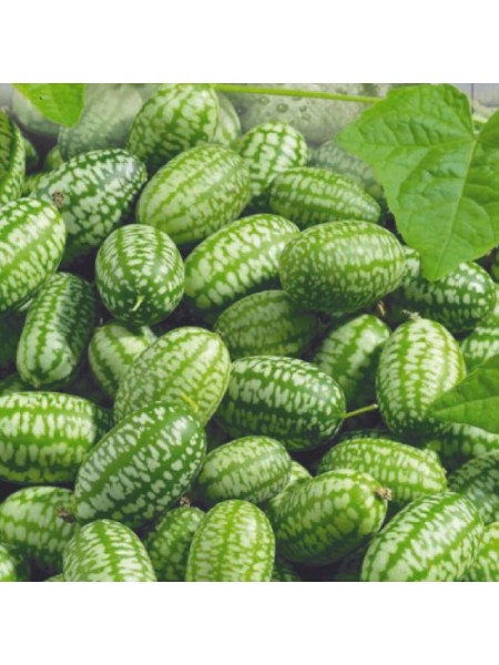 Мелотрия семян (Seedera)