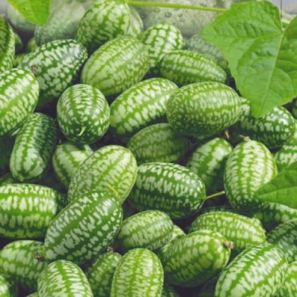 Мелотрия семян (Seedera)