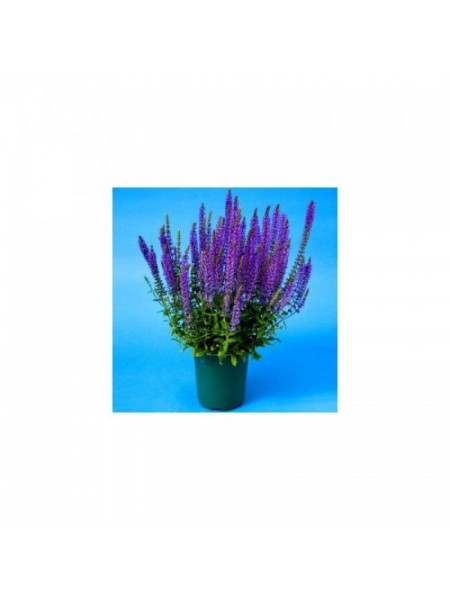 Мерло синие (blue) семена сальвии (Syngenta)