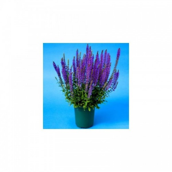 Мерло синие (blue) семена сальвии (Syngenta)
