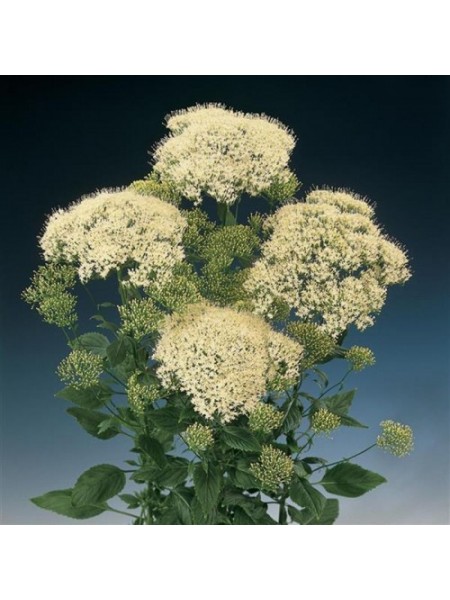 Мичиган белый (white) семена трахелиума (Pan American)