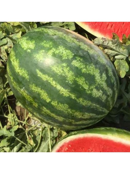 Минерва F1 семян арбуза раннего (Takii Seeds)