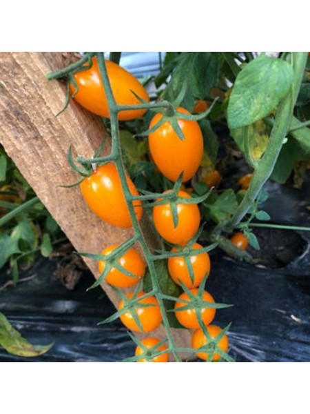 Миникин F1 семена дететерминантного томата (Lark Seeds)