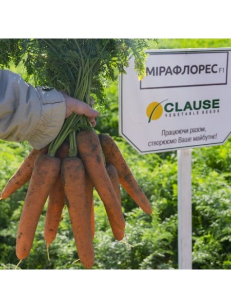 Мірафлорес F1 (1,4-1,6) насіння моркви (Clause)