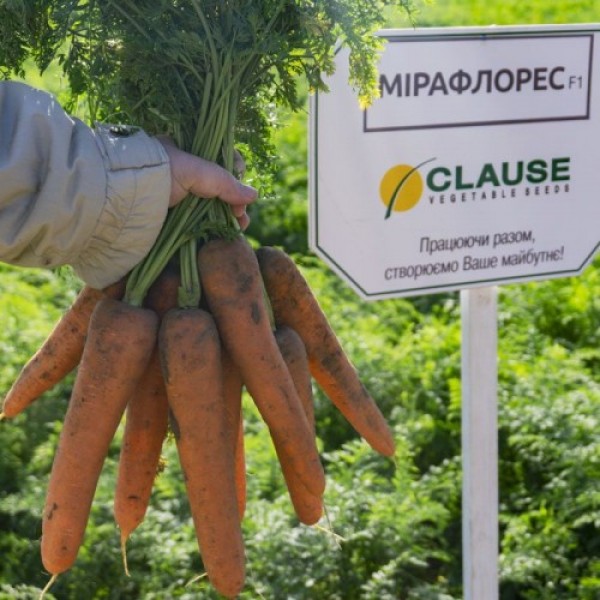 Мирафлорес F1 (1,4-1,6) семян моркови (Clause)