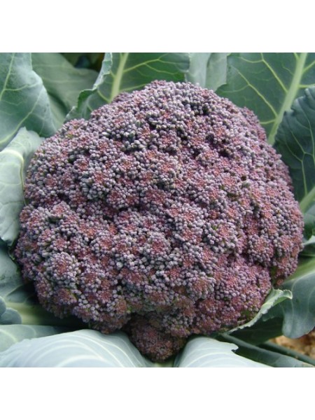 Миранда семян капусты брокколи (Moravoseed)