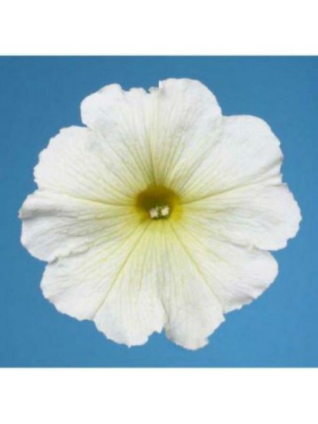 Міраж F1 біла (white) насіння петунії мультифлора (Pan American)
