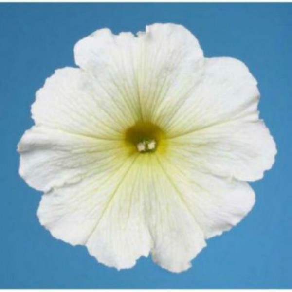 Міраж F1 біла (white) насіння петунії мультифлора (Pan American)