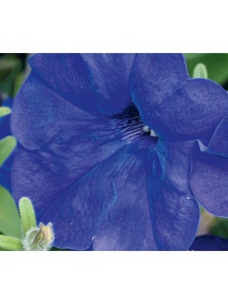 Мираж F1 синий (blue) семена петунии мультифлора (Pan American)
